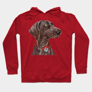 Bella Blue the Weimaraner over Red Hoodie